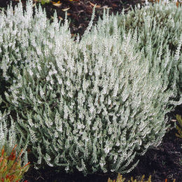 calluna vulgaris alba